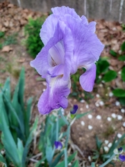 Iris pallida
