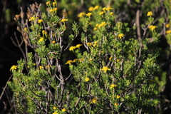 Euryops nodosus