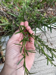 Pseudelephantopus spicatus