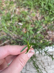 Pseudelephantopus spicatus