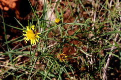 Geigeria burkei