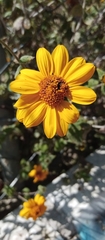 Viguiera pazensis