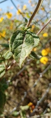 Viguiera pazensis