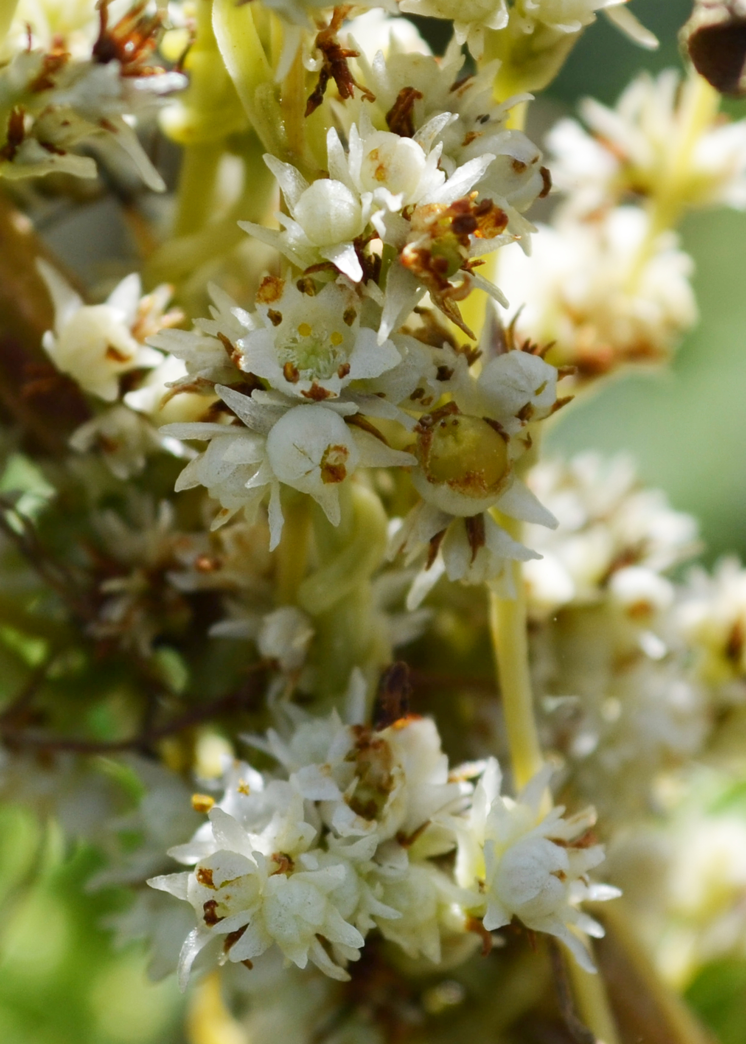 Cuscuta indecora var. attenuata