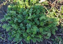 Potentilla tobolensis