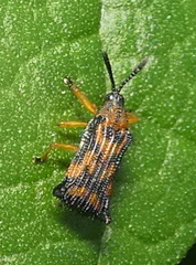 Sceloenopla