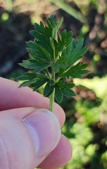 Potentilla tobolensis