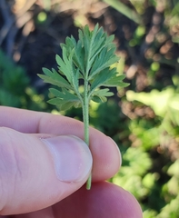 Potentilla tobolensis