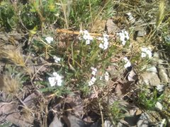 Lobularia maritima maritima