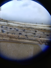 Ophiobolus acuminatus