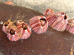 Megabalanus californicus