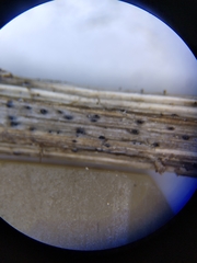 Ophiobolus acuminatus