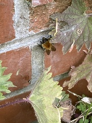 Bombus pascuorum