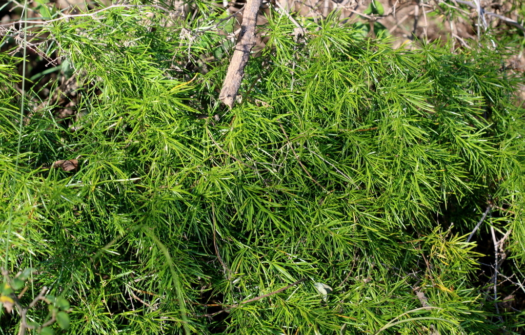 Asparagus angusticladus from Rietfontein, Pretoria, 0084, South Africa