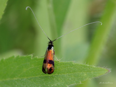Nemophora fasciella