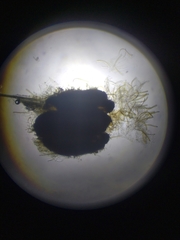 Ophiobolus acuminatus