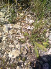Helianthemum salicifolium