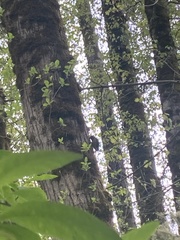 Sphyrapicus ruber