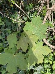 Acer pseudoplatanus