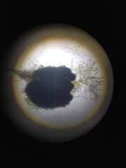 Ophiobolus acuminatus