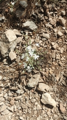 Ornithogalum fimbriatum