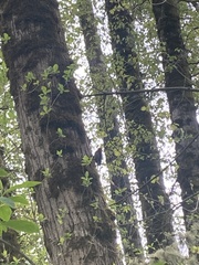 Sphyrapicus ruber
