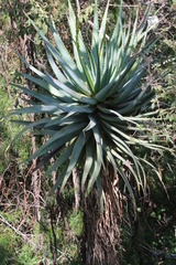 Aloe marlothii