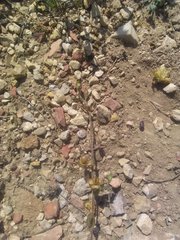 Helianthemum salicifolium