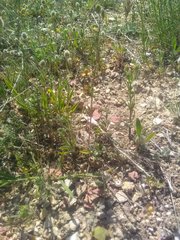 Helianthemum salicifolium