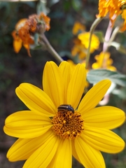 Astylus vittaticollis