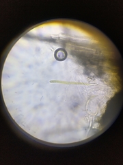 Ophiobolus acuminatus