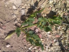Kundmannia sicula