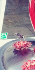Dolichovespula maculata