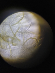 Ophiobolus acuminatus