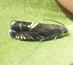 Grapholita interstinctana