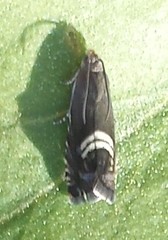 Grapholita interstinctana