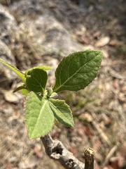 Verbesina sphaerocephala