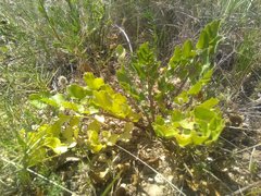 Kundmannia sicula