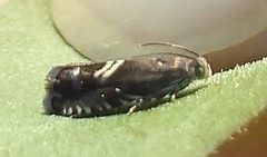 Grapholita interstinctana