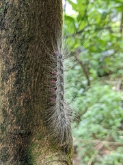 Chrysaeglia magnifica