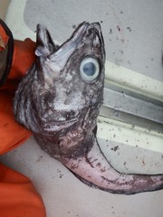 Coryphaenoides acrolepis