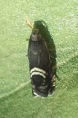 Grapholita interstinctana