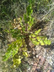 Kundmannia sicula