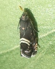 Grapholita interstinctana