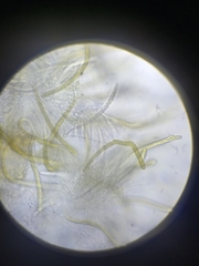 Ophiobolus acuminatus