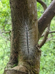 Chrysaeglia magnifica