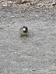 Passer domesticus