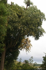 Cussonia transvaalensis