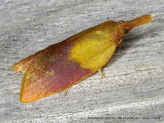 Sparganothis violaceana