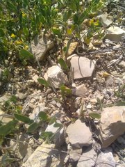 Coronilla scorpioides